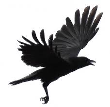 As the Crow Flies